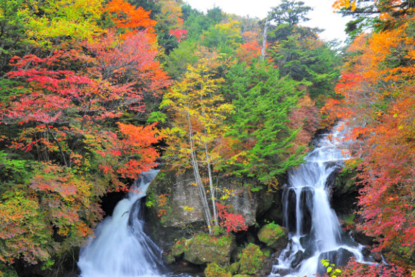 2025東京紅葉預測。圖片來源：fujiyama-navi.jp、sotoasobi、jalan.net、muragon、yamahack、renstablog、discovernippon、jorudan、紫櫻的天空@小紅書、我是夏涼@小紅書、六食@小紅書、金英學@小紅書、ATM.24@小紅書、Mio@小紅書、懶人鞋的吃喝玩樂@小紅書、熹愉徐@小紅書、啾醬_@小紅書、不辣的皮特@小紅書