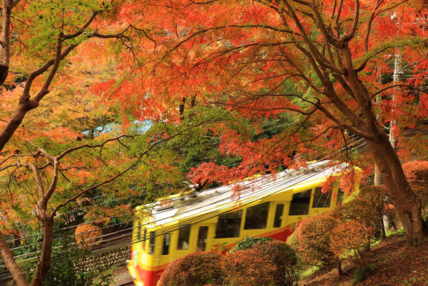 2025東京紅葉預測。圖片來源：fujiyama-navi.jp、sotoasobi、jalan.net、muragon、yamahack、renstablog、discovernippon、jorudan、紫櫻的天空@小紅書、我是夏涼@小紅書、六食@小紅書、金英學@小紅書、ATM.24@小紅書、Mio@小紅書、懶人鞋的吃喝玩樂@小紅書、熹愉徐@小紅書、啾醬_@小紅書、不辣的皮特@小紅書