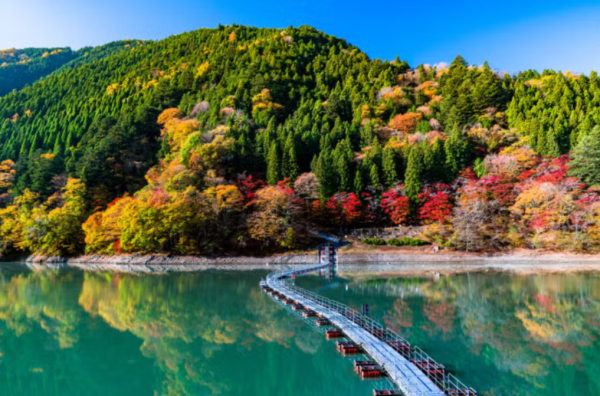 2025東京紅葉預測。圖片來源：fujiyama-navi.jp、sotoasobi、jalan.net、muragon、yamahack、renstablog、discovernippon、jorudan、紫櫻的天空@小紅書、我是夏涼@小紅書、六食@小紅書、金英學@小紅書、ATM.24@小紅書、Mio@小紅書、懶人鞋的吃喝玩樂@小紅書、熹愉徐@小紅書、啾醬_@小紅書、不辣的皮特@小紅書