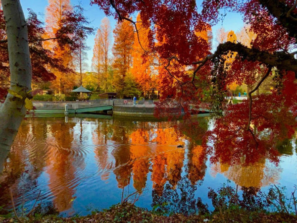 2025東京紅葉預測。圖片來源：fujiyama-navi.jp、sotoasobi、jalan.net、muragon、yamahack、renstablog、discovernippon、jorudan、紫櫻的天空@小紅書、我是夏涼@小紅書、六食@小紅書、金英學@小紅書、ATM.24@小紅書、Mio@小紅書、懶人鞋的吃喝玩樂@小紅書、熹愉徐@小紅書、啾醬_@小紅書、不辣的皮特@小紅書