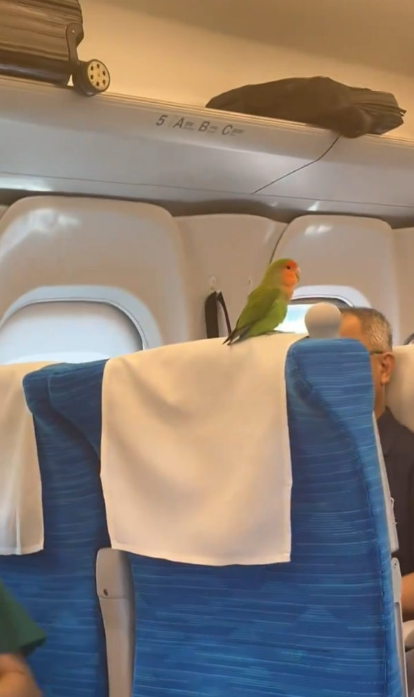 京都鸚鵡搭新幹線離家出走500公里！主人上網先知愛鳥已在東京 