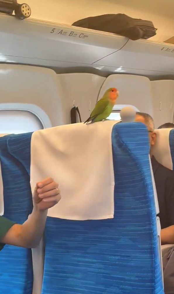 京都鸚鵡搭新幹線離家出走500公里！主人上網先知愛鳥已在東京 