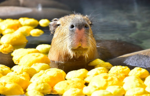 伊豆仙人掌動物公園（圖片︰japan.travel）