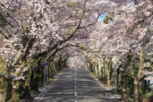 春季伊豆高原櫻花隧道（圖片︰hk.wamazing.com）