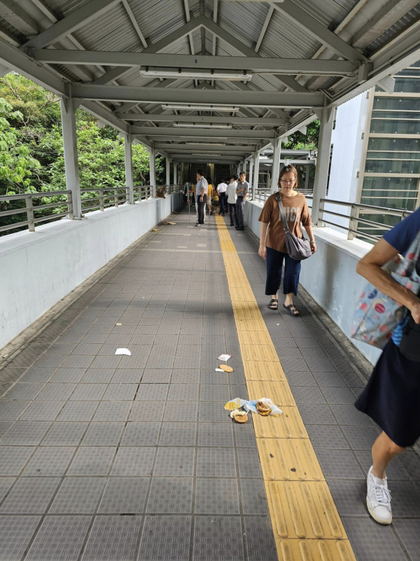 跑馬地現「浣熊」蹤跡？ 網民解答真身係果子狸：勿傻傻分不清