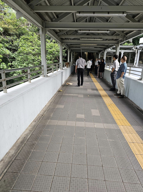 馬騮大鬧元朗市區！大廈外牆追逐險闖民居/街坊無關門窗：似猿人爭霸戰