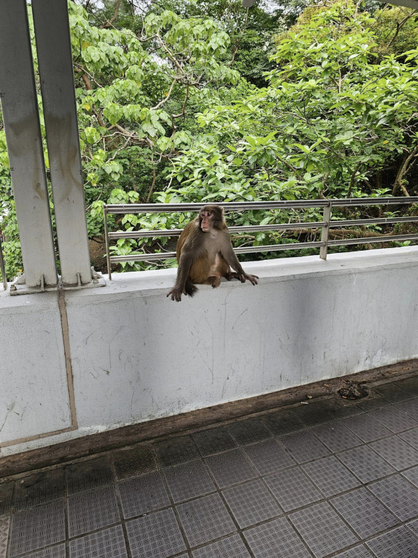 馬騮大鬧元朗市區！大廈外牆追逐險闖民居/街坊無關門窗：似猿人爭霸戰