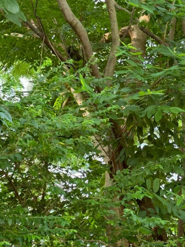 馬騮大鬧元朗市區！大廈外牆追逐險闖民居/街坊無關門窗：似猿人爭霸戰