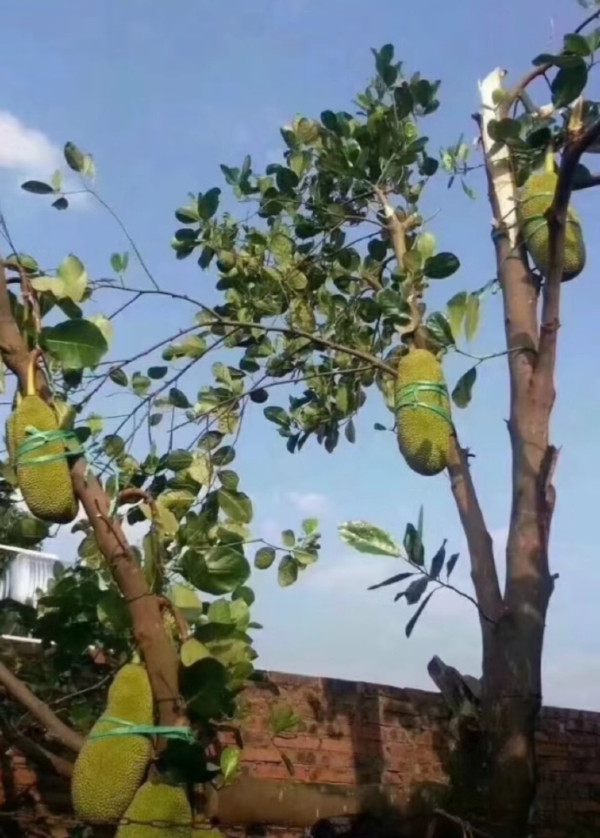 颱風摩羯｜摩羯將登陸海南島過41萬人要撤離 流傳大量民間防颱搞笑相 