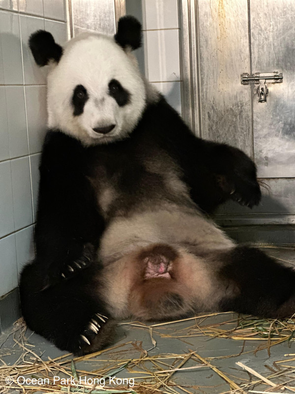 港產大熊貓｜大熊貓BB周六滿月 海洋公園送815份薑醋