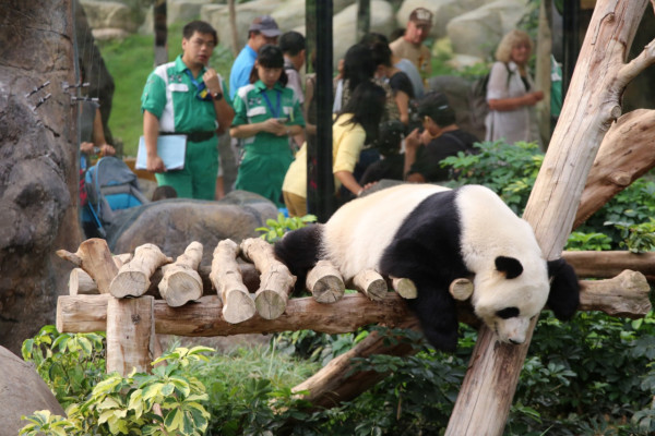 港產大熊貓｜大熊貓BB周六滿月 海洋公園送815份薑醋