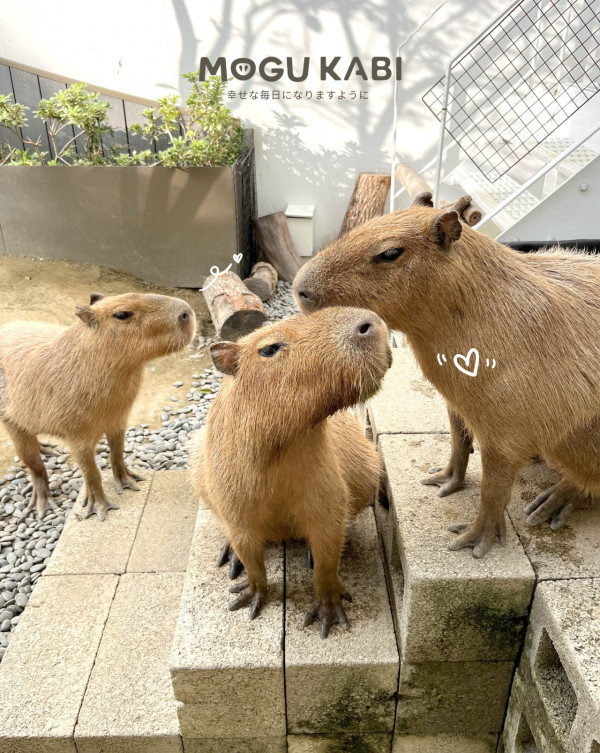 台南文青深度遊行程│復古歐風/水豚cafe/大型文創展