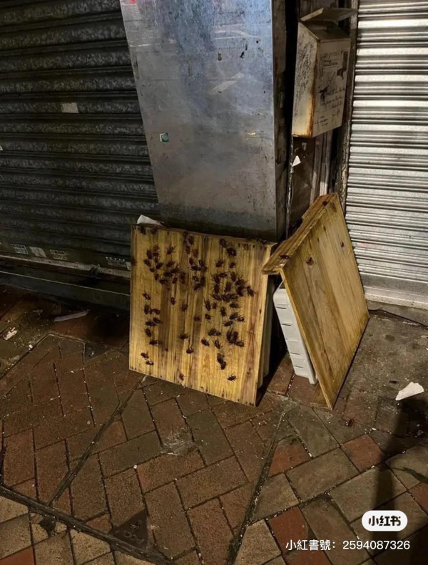 香港食店豆腐砧板驚現數十隻蟑螂爬行！極大量鋪滿木板 網民大叫嘔心