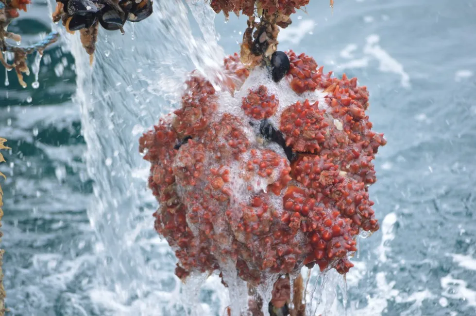 日本人票選最不喜歡食物排行榜 第一名極具爭議/重口味昆蟲海鮮入選 