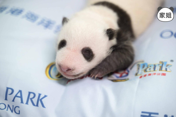 大熊貓安安可可赴港！海洋公園推全新熊貓雪糕批 符合1條件免費食雪條