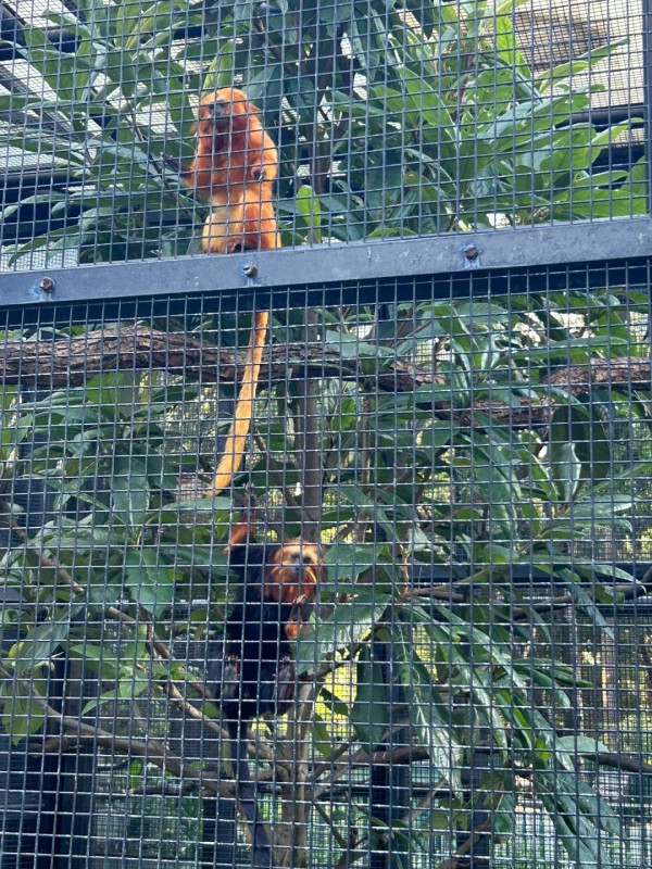 圖片來源：香港動植物公園 小紅書@彤彤