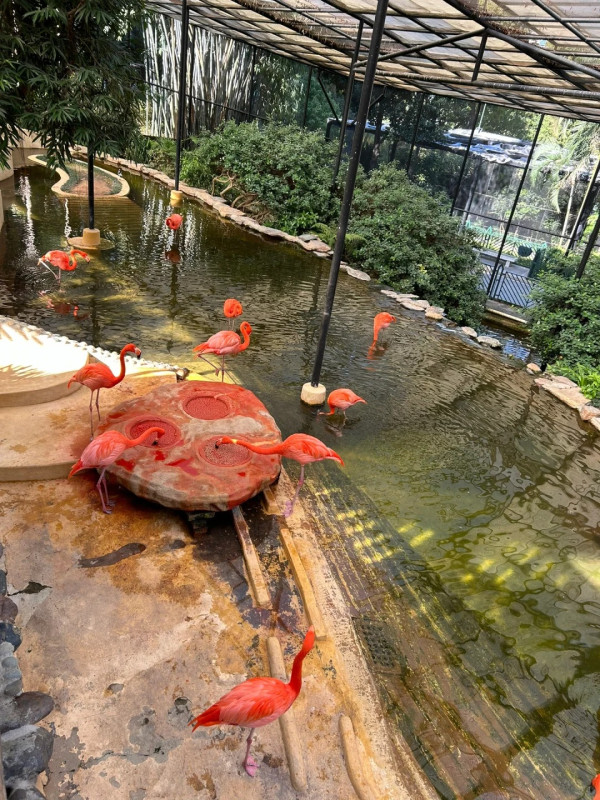 圖片來源：香港動植物公園 小紅書@彤彤