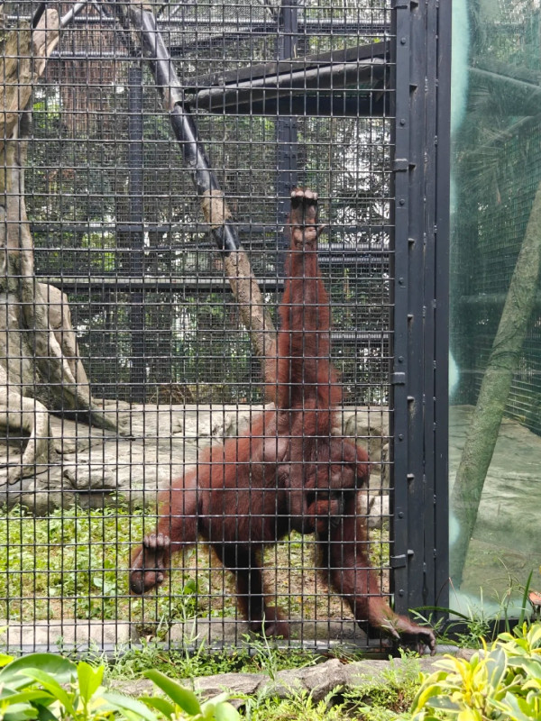 圖片來源：香港動植物公園 小紅書@清夜忆扬州