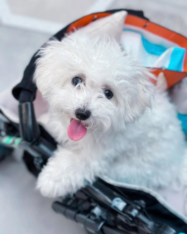 黃心妙出門唔記得帶證件原車折返 曬性感照兼送誘人肉嘴耍冧 