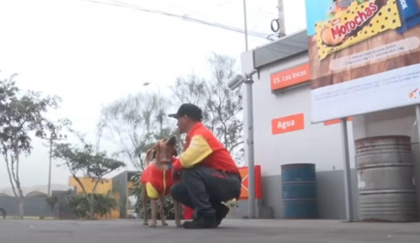 秘魯流浪狗機智擊退油站劫匪 英勇舉動成功逆轉命運！ 