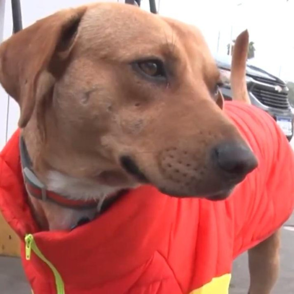 秘魯流浪狗機智擊退油站劫匪 英勇舉動成功逆轉命運！ 