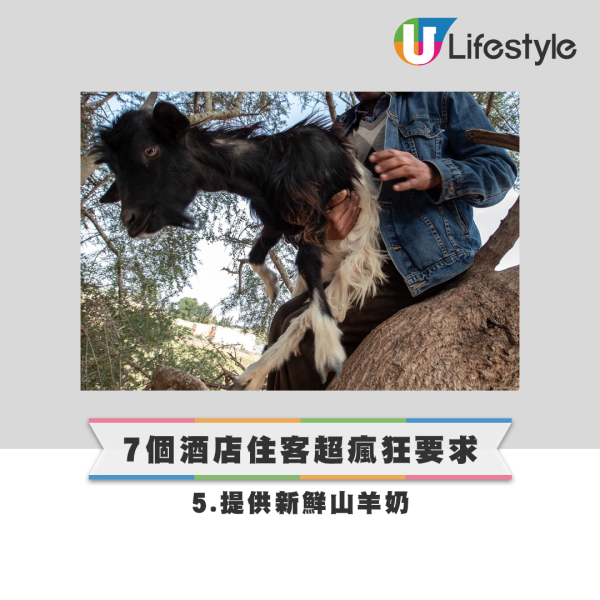 7個酒店住客超瘋狂要求 - 提供新鮮山羊奶 7個酒店住客超瘋狂要求 - 提供新鮮山羊奶