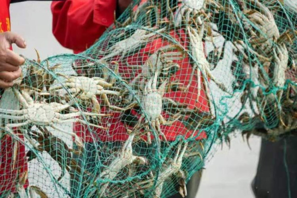 陽澄湖大閘蟹未開捕假貨已開賣！ 1招分大閘蟹真假/公乸/最佳品蟹期懶人包 