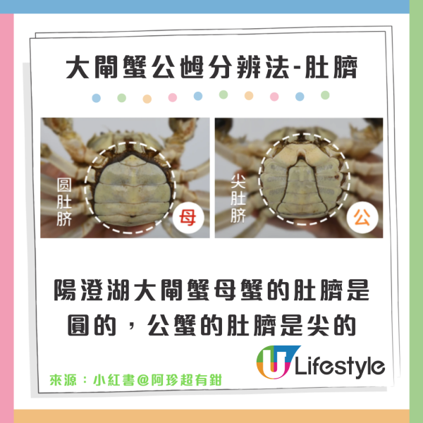 陽澄湖大閘蟹未開捕假貨已開賣！ 1招分大閘蟹真假/公乸/最佳品蟹期懶人包 