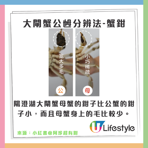 陽澄湖大閘蟹未開捕假貨已開賣！ 1招分大閘蟹真假/公乸/最佳品蟹期懶人包 
