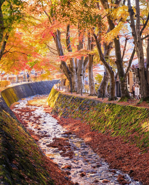 日本紅葉2024│河口湖紅葉祭 楓葉迴廊／賞楓景點＋交通攻略 