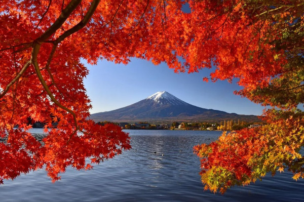 日本紅葉2024│河口湖紅葉祭 楓葉迴廊／賞楓景點＋交通攻略 