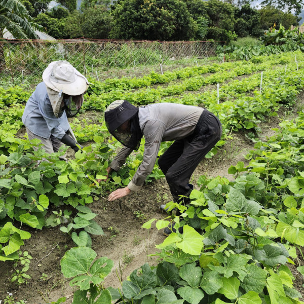 圖片來源：嘉道理農場暨植物園 Facebook 專頁