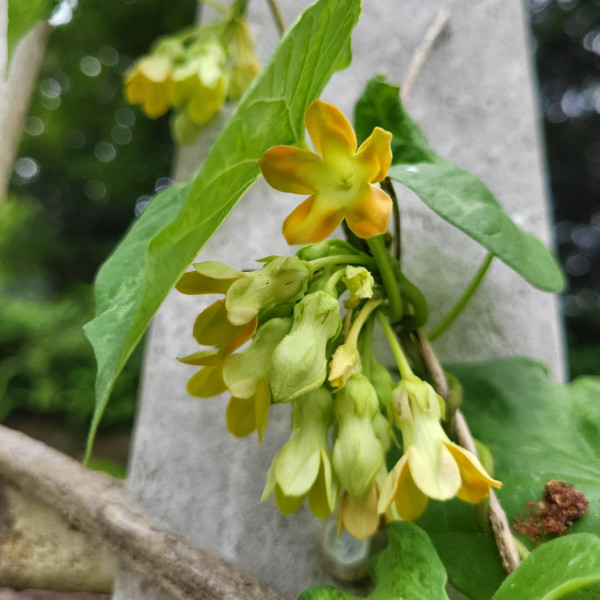 圖片來源：嘉道理農場暨植物園 Facebook 專頁