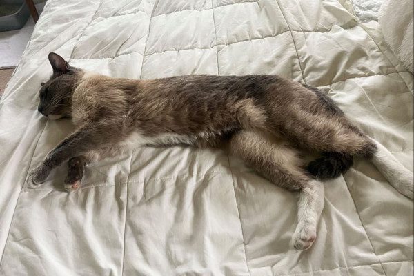 貓咪於黃石公園意外走失 獨自穿梭1300公里奇蹟與主人重逢 