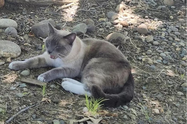 貓咪於黃石公園意外走失 獨自穿梭1300公里奇蹟與主人重逢 