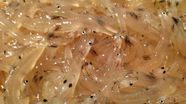 東京居酒屋|20間高評分東京居酒屋推薦!港區/目黑/澀谷區 刺身/海鮮/酒場