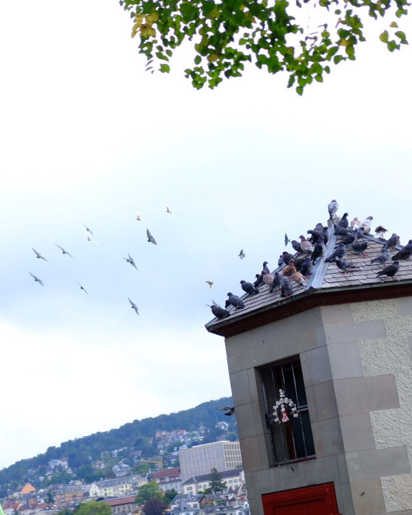 吳業坤與太太米蘭旅行險被偷嘢 猖狂扒手事敗竟然做一事挑機？ 