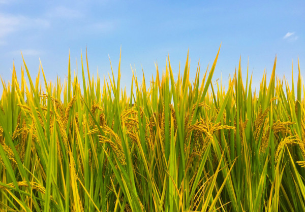 連鎖餐廳改用內地預製米飯 ？被爆唔用人手煲飯！檸茶無檸檬曾惹熱議