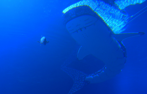 深圳小梅沙海洋世界國慶日開幕 6萬平方米/200+海洋生物/仿真機甲鯨鯊