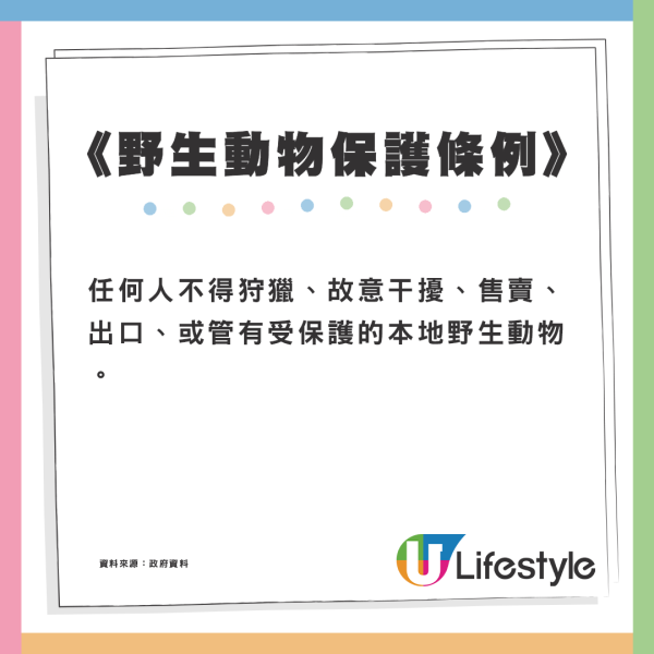 跑馬地現「浣熊」蹤跡？ 網民解答真身係果子狸：勿傻傻分不清