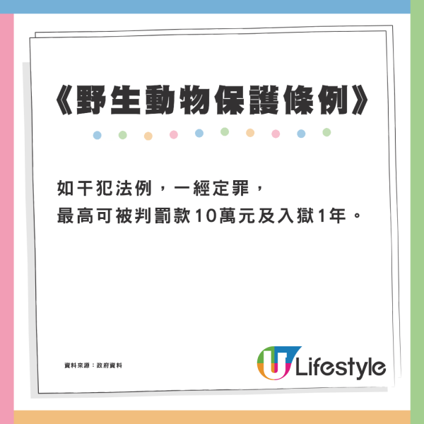 跑馬地現「浣熊」蹤跡？ 網民解答真身係果子狸：勿傻傻分不清