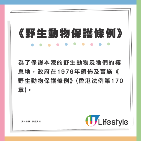 跑馬地現「浣熊」蹤跡？ 網民解答真身係果子狸：勿傻傻分不清