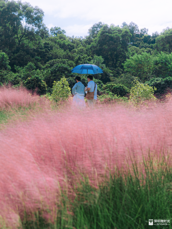 深圳50000㎡粉黛亂子草花海！2大公園浪漫打卡攻略、交通 