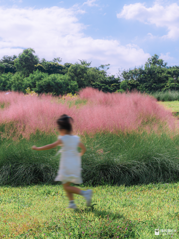 深圳50000㎡粉黛亂子草花海！2大公園浪漫打卡攻略、交通 