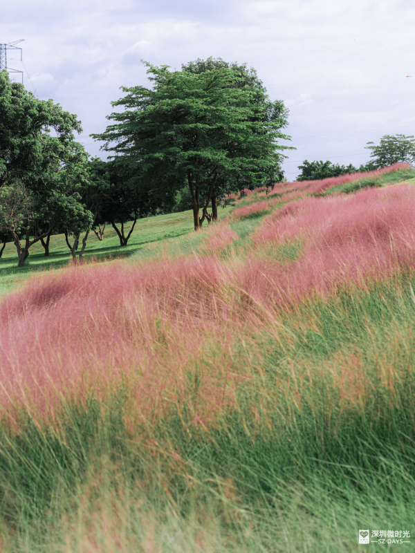 深圳50000㎡粉黛亂子草花海！2大公園浪漫打卡攻略、交通 
