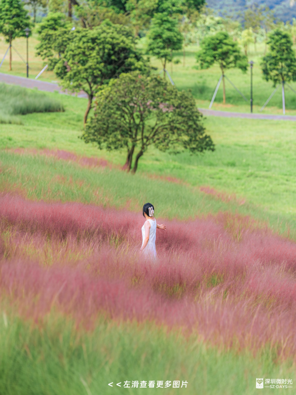 深圳50000㎡粉黛亂子草花海！2大公園浪漫打卡攻略、交通 