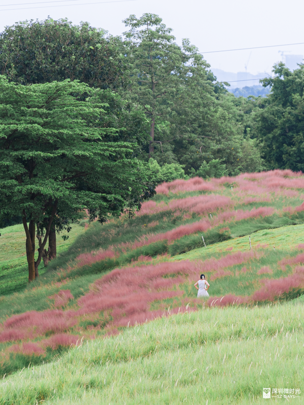 深圳50000㎡粉黛亂子草花海！2大公園浪漫打卡攻略、交通 
