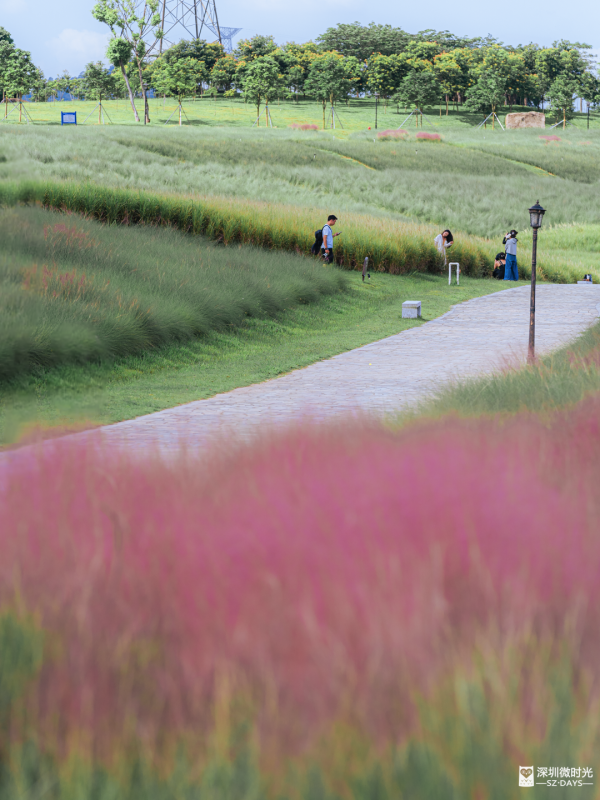 深圳50000㎡粉黛亂子草花海！2大公園浪漫打卡攻略、交通 