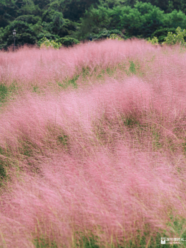 深圳50000㎡粉黛亂子草花海！2大公園浪漫打卡攻略、交通 