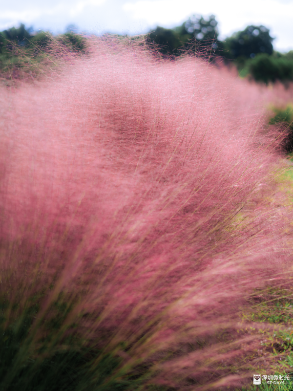 深圳50000㎡粉黛亂子草花海！2大公園浪漫打卡攻略、交通 